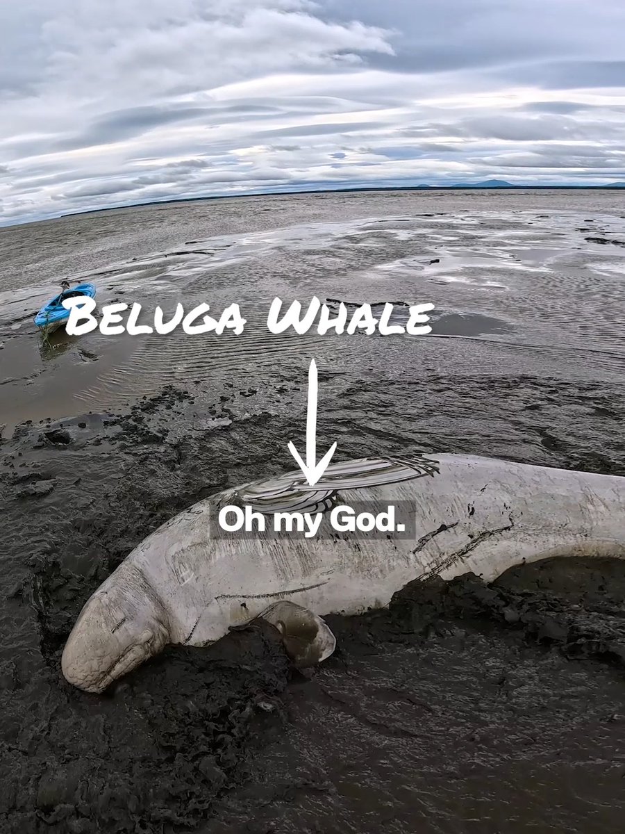 Be a HERO 🦸‍♂️ Mateo Niclas + company found + rescued a beached beluga whale during their kayak paddle in western Alaska, earning themselves a $500 GoPro award + a lifetime of good karma. 🎥 Shot on #GoProHERO13 Black—just $329 for a limited time at #GoPro #BelugaWhale #Whale #Rescue #FeelGood
