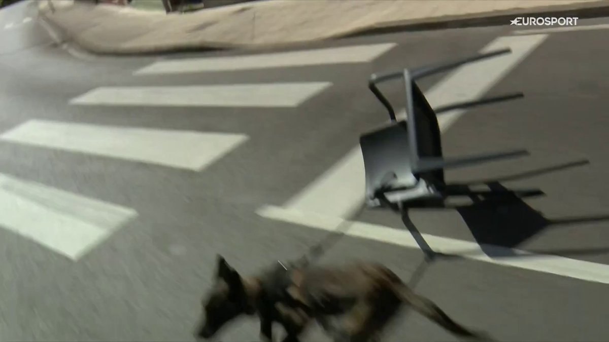 El perro y la silla. #LaVuelta25