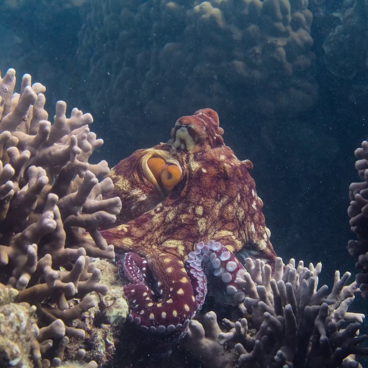 When it comes to escaping predators, the day octopus is all about working smarter, not harder. 🐙 #SecretsOfTheOctopus is now streaming on Disney+.