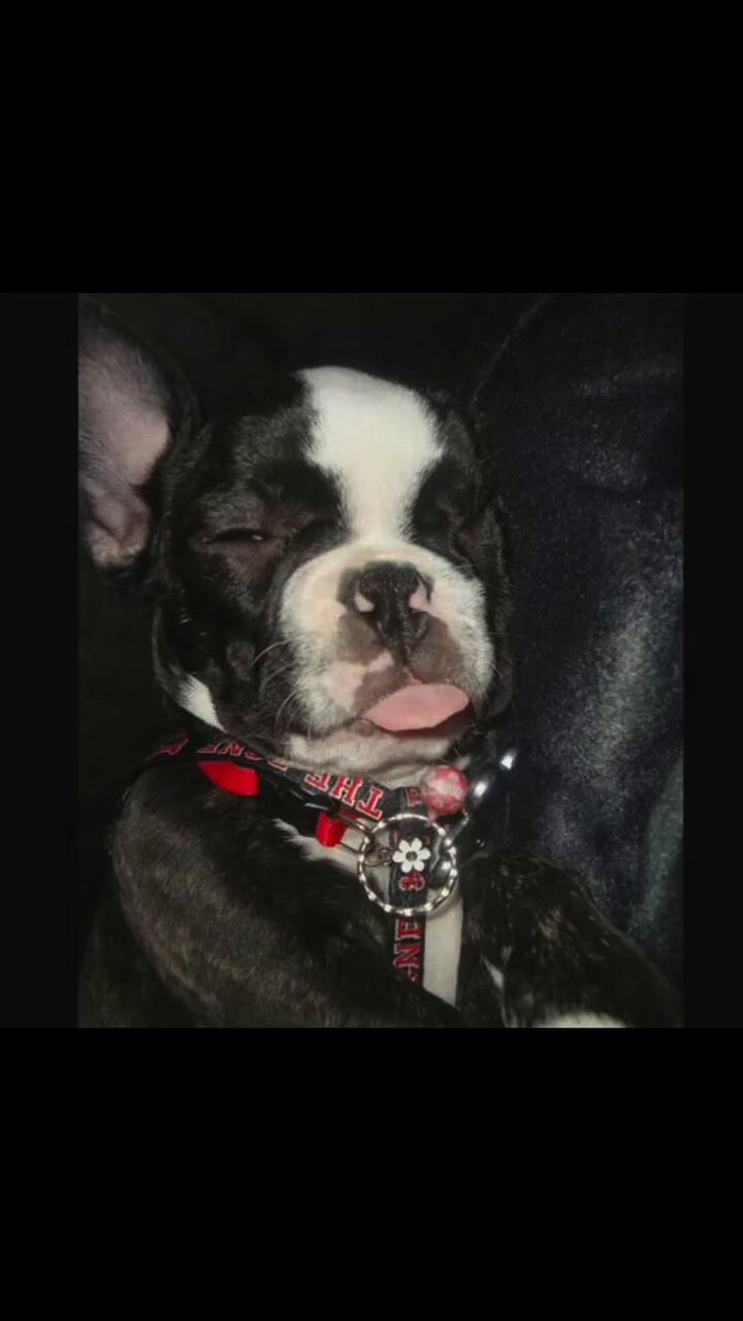 “Sweet🕊️Victory” Just Before We Flew Back Into Town Our Very Best🐾Friend Knucklez Passed🙏Away. She went in her sleep, so It’s been a bittersweet Victory 👨‍🎓 Upon being back & not having my ride or die, Road 🫂Dawg, Knucklemus🐶Minimus AKA “The Hairy🐕One” at my side,.. Life has been different. What a crazy week, makes me appreciate the extended warranty God gave Her while she was still here 🙏 I/We Miss you Knux We Did It Again 🥇 - 🪽 Rest Easy Knucklehead ❤️‍🔥 It’s A Celebration Bitches 🕺 ⚔️🕶️ -CSO- 🇺🇸🏆🇲🇽 # 🐾 # XTA2 Lots of Love