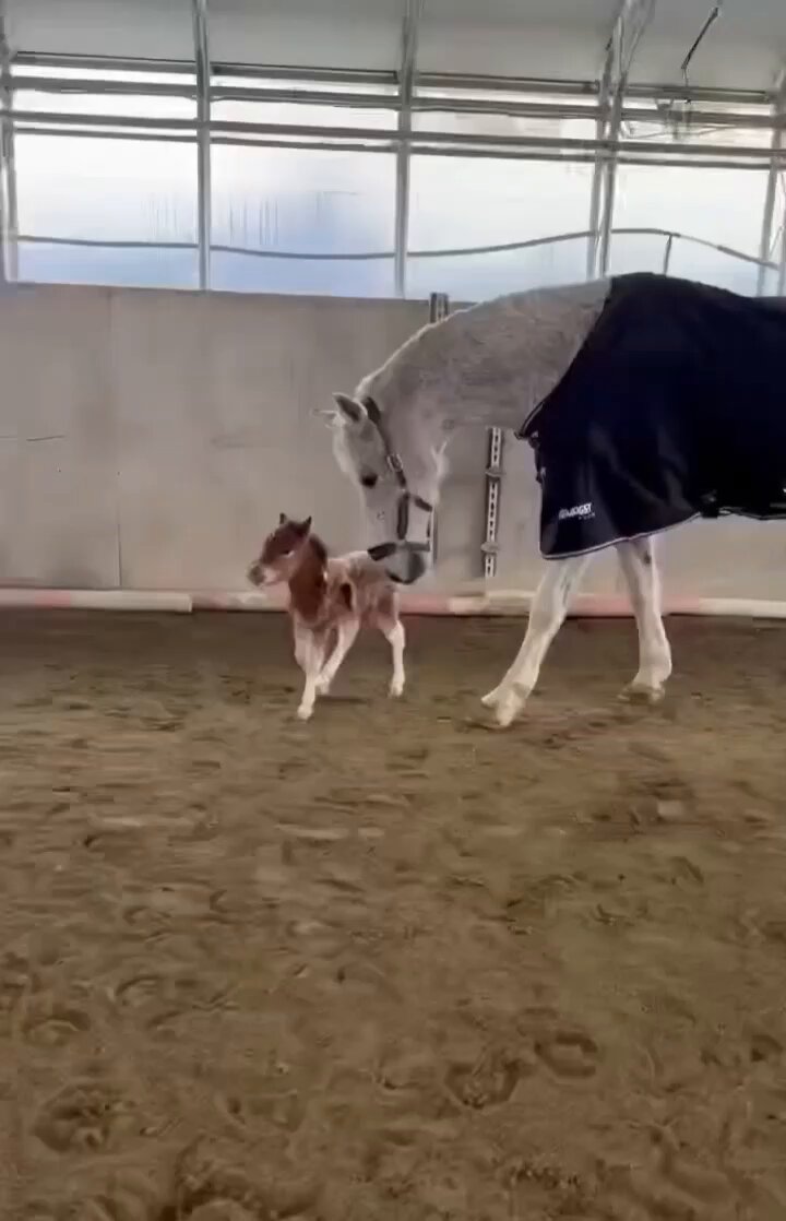 Questo puledro ha iniziato a galoppare appena 3 ore dopo la nascita, sorprendendo persino sua madre 🥹❤️