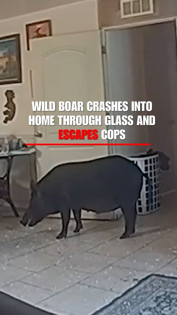 HOG WILD: Deputies were led on a wild chase after a boar broke into a home—then bolted back into the woods.