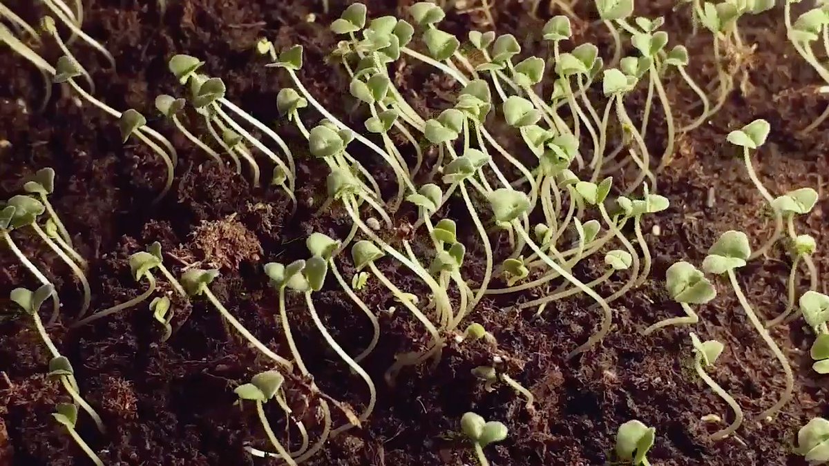 Plants don’t have eyes or brains. How do they know where light is coming from? Seedlings “see” with their whole bodies.