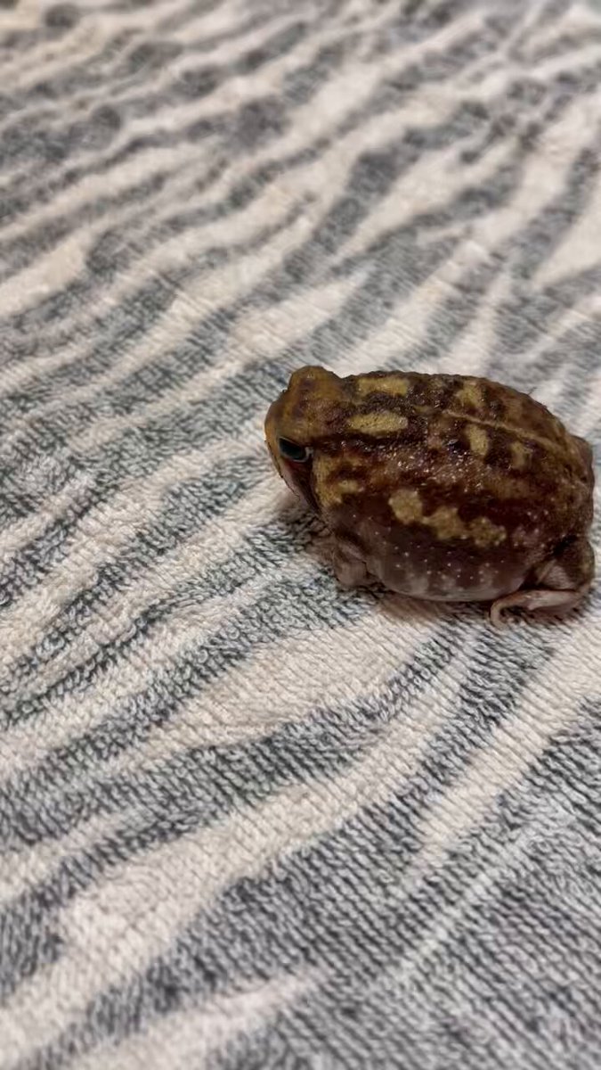 今日はお触りNGな気分の謎の生き物。 #アメフクラガエル