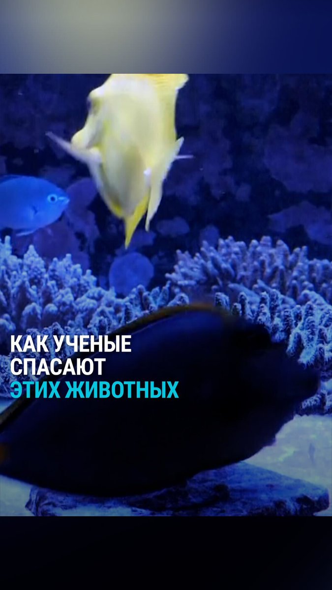 А вы знали, что кораллы – это животные? И они вымирают от слишком теплой воды. Эта проблема затронула уже 84% всех коралловых рифов в мире. От экосистемы рифов зависит около четверти всех морских видов животных. Ученые придумывают, как спасти кораллы от вымирания