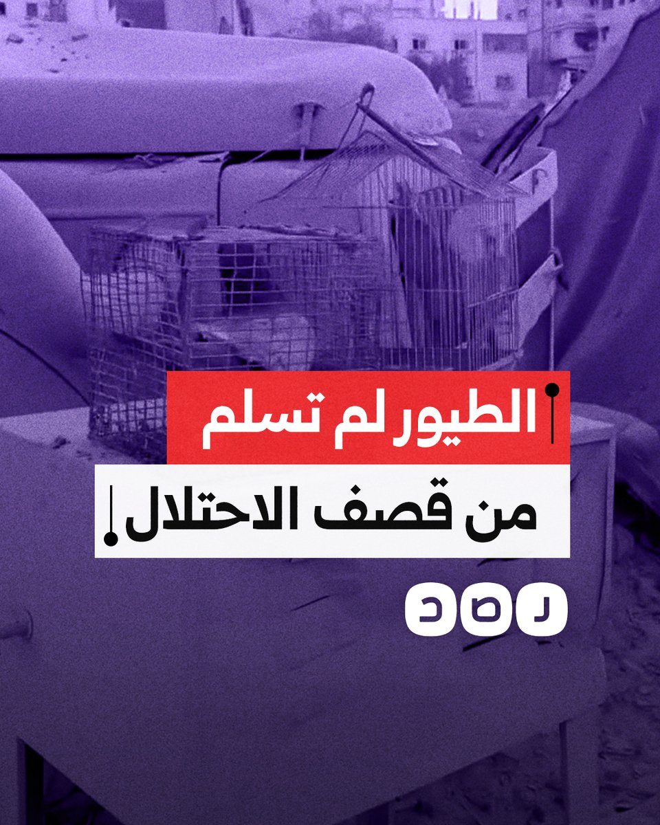 فلسطيني يبكي بحرقة أثناء انتشال طيوره من أسفل الركام بعد القصف "الإسرائيلي"