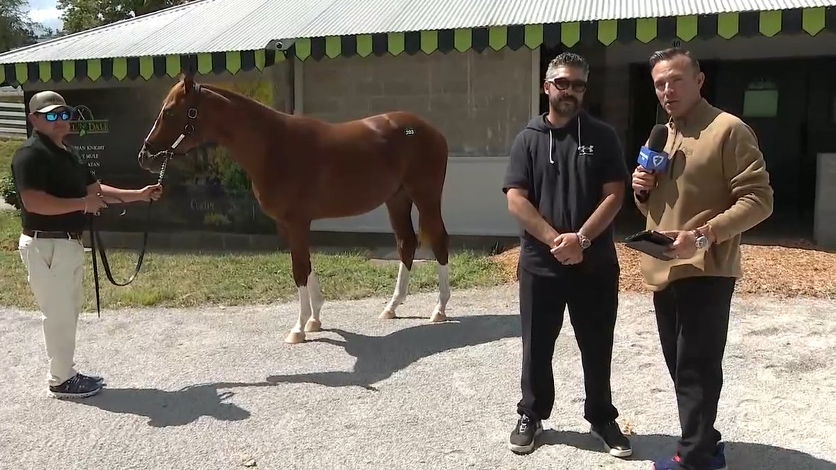 Hip 203 - Curlin x Venetian Harbor, by Munnings Scott Hazelton talks with Dominic Savides about the colt, who is out of three-time Grade 2 winner and Grade 1 placed Venetian Harbor. Keeneland Sales Hill 'n' Dale Farms