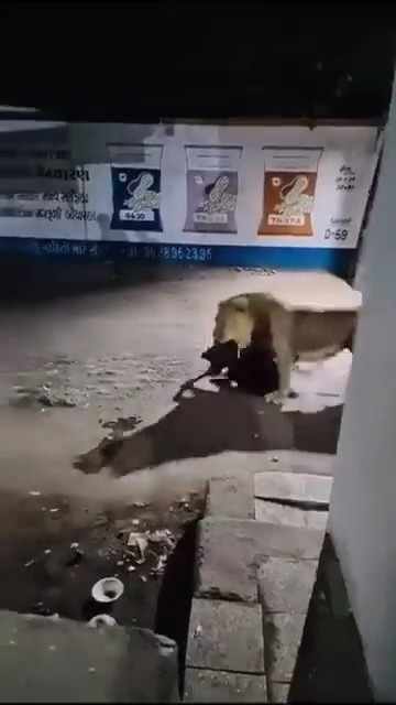 Proved again, the camera man never dies