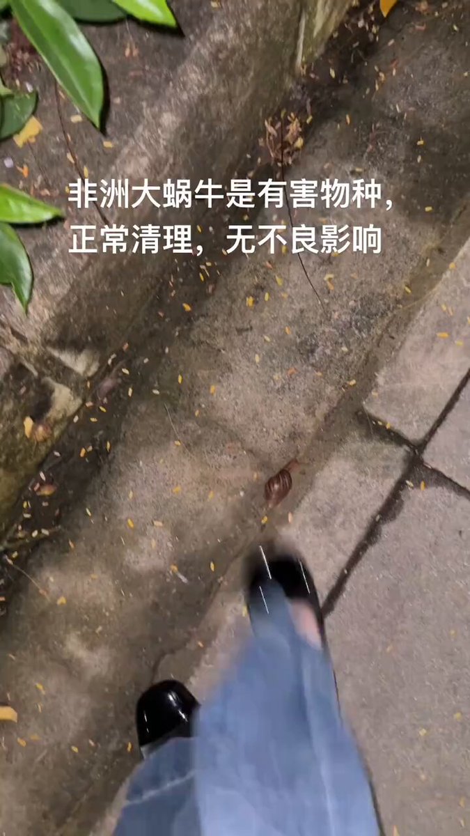 中国では、アフリカマイマイは侵略的外来種とみなされています。このような害虫を駆除するには、塩を撒くか踏みつぶすしかありません。これは女性にとって、コンテンツを作成し、副収入を得る絶好の機会です。#クラッシュフェティッシュ #アフリカマイマイ #害虫