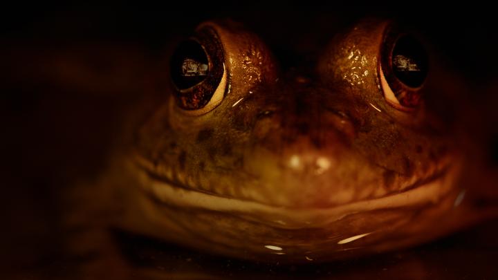 From the studio behind The Purge and Insidious comes a nature documentary like no other. Maya Hawke narrates Nightmares of Nature, premiering September 30.