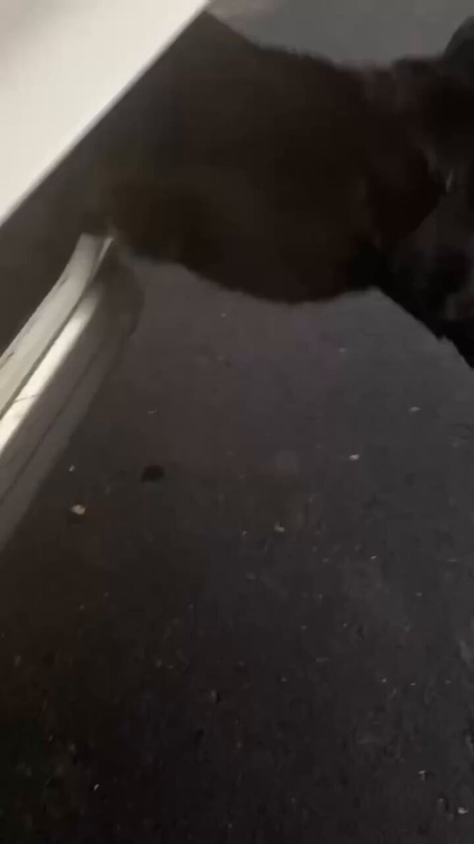 Este perro no pudo contener su emoción por el día de piscina