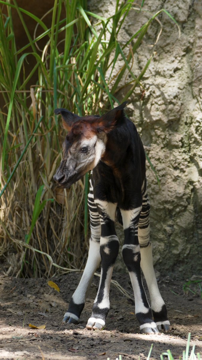 A new little lady has arrived 🦓🤎 The San Diego Zoo wildlife care team welcomed a spunky new okapi calf on September 2nd. Born to mom Subira and first-time dad Kapu, this precious gal is the first okapi born at the Zoo since 2021, and the first calf to be born right on habitat.