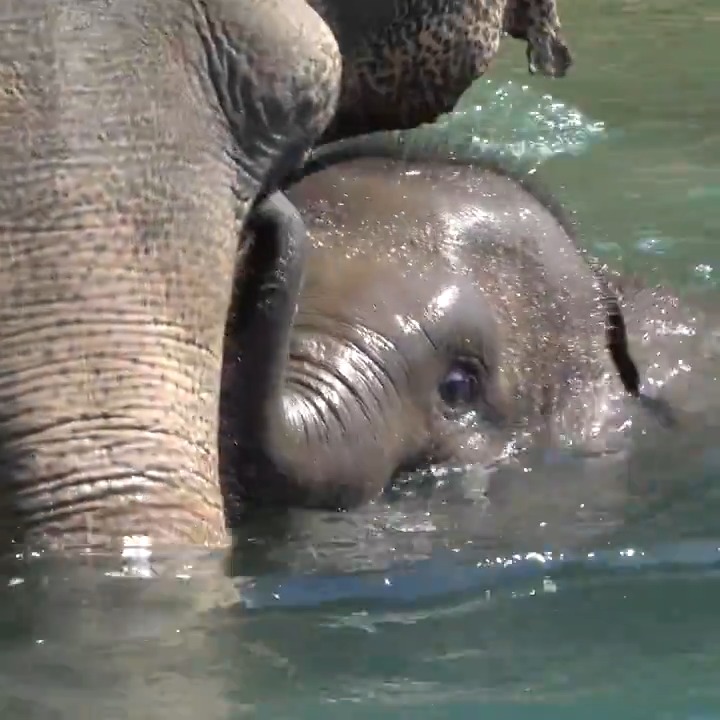 tiny trunk for tiny swim lessons #TinyTrunkTuesday