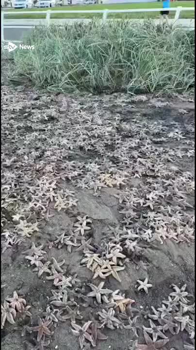 'Starfish apocalypse' in Scotland...