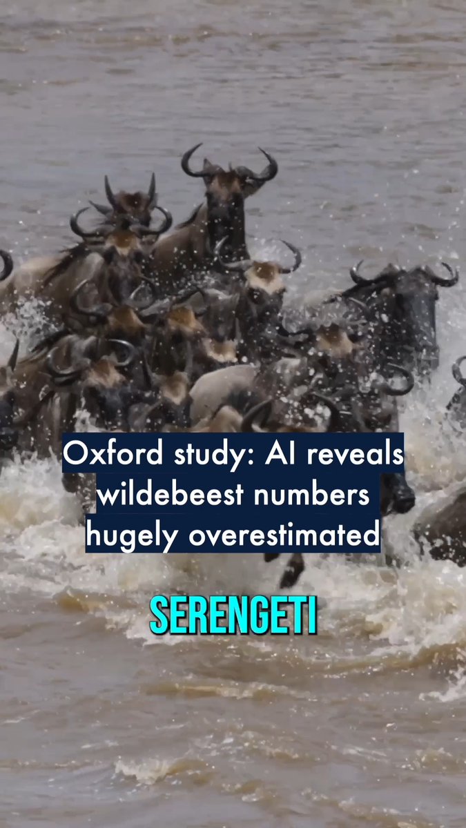 NEW: A pioneering study has applied AI for the first time to count the Great Wildebeest Migration from satellite images. Unexpectedly, the results showed fewer than 600,000 individual wildebeest – less than half the previous estimate of 1.3 million animals. #OxfordClimate