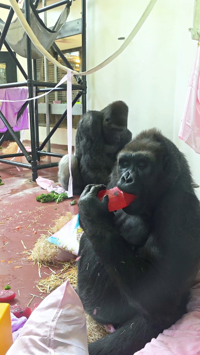 Spa day with the girls! 💅 Every birthday calls for a little self-care! We celebrated Honi, Kira, and Amani with a spa-themed party. Keepers decked out their habitat with decor and hid treats—like kale, tomatoes, and blueberries—for them to forage, keeping body and mind active!