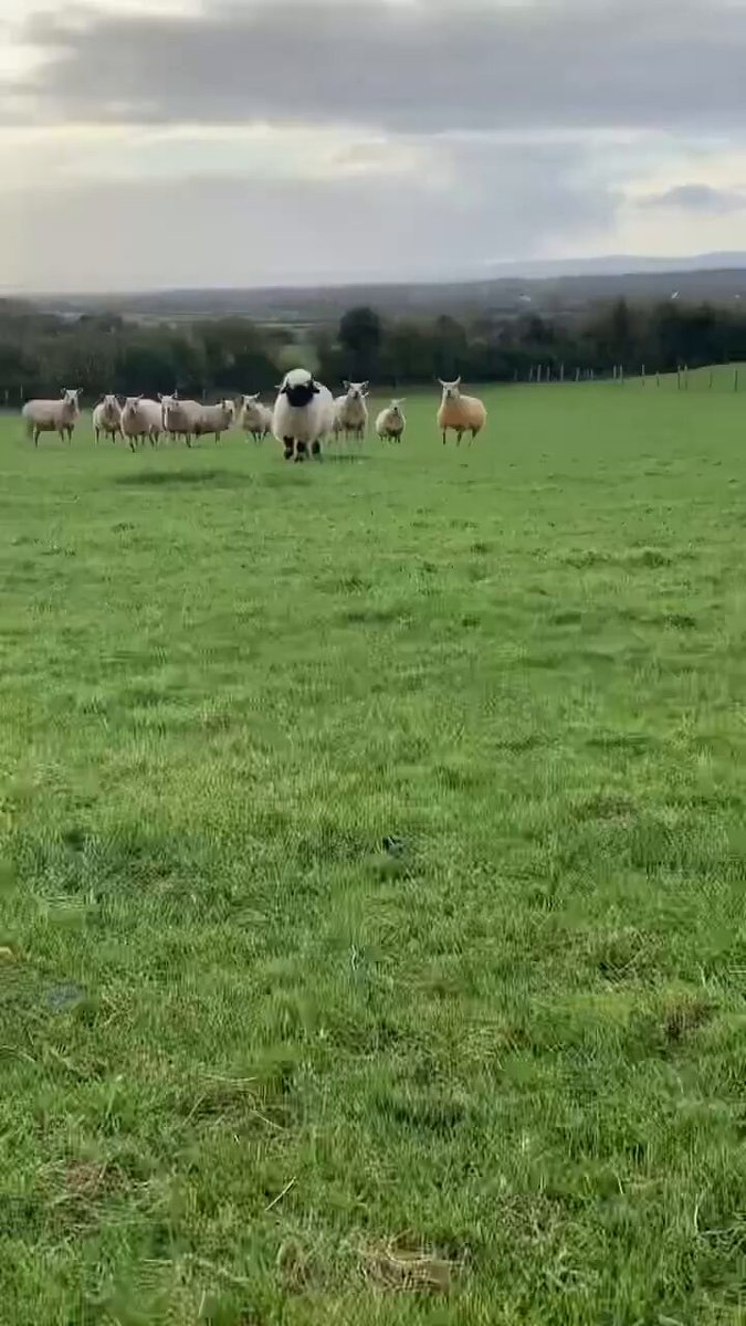 Fluffy and Happy Sheep in Ireland