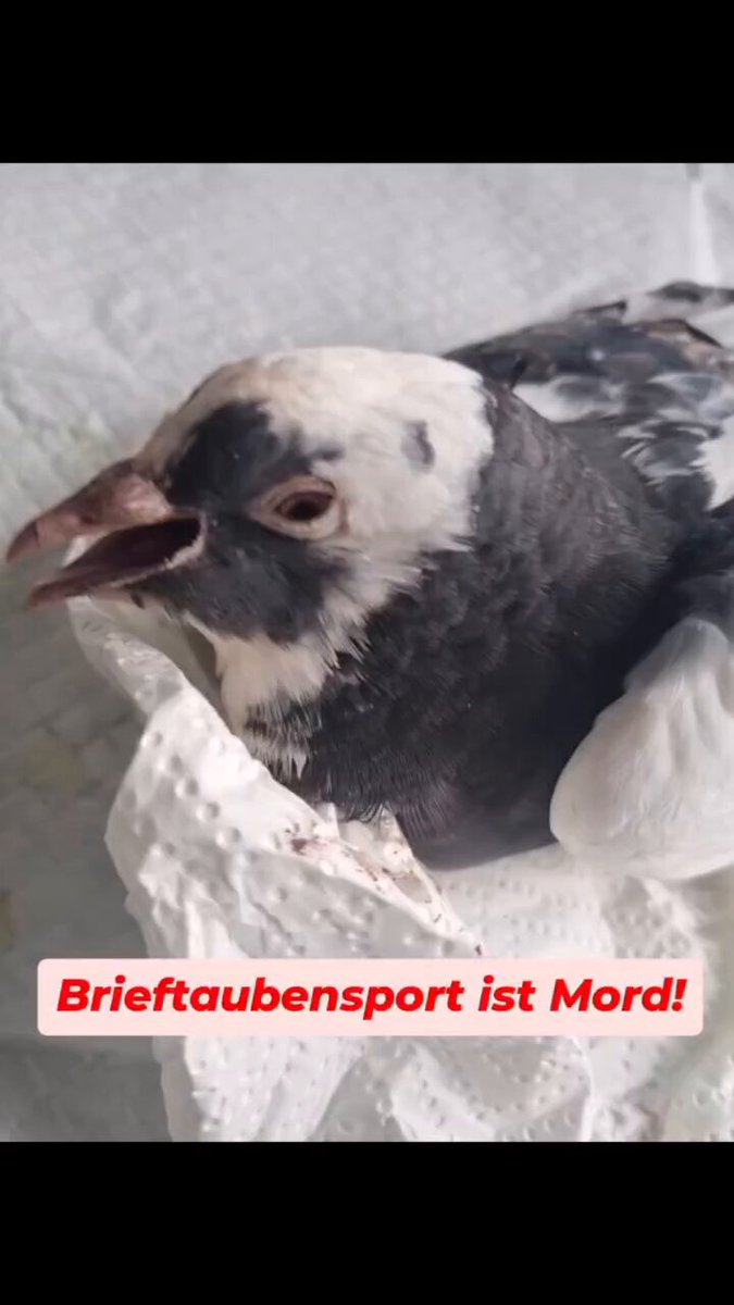 Verlassen, verdreckt im Acker liegend, nach Luft ringend - so fand meine liebe Freundin und Kollegin heute morgen eine Brieftaube auf. Statt einer gemeinsamen Gassirunde haben wir die Taube erstversorgt und mussten schnell feststellen, dass das Tier sofort tierärztliche