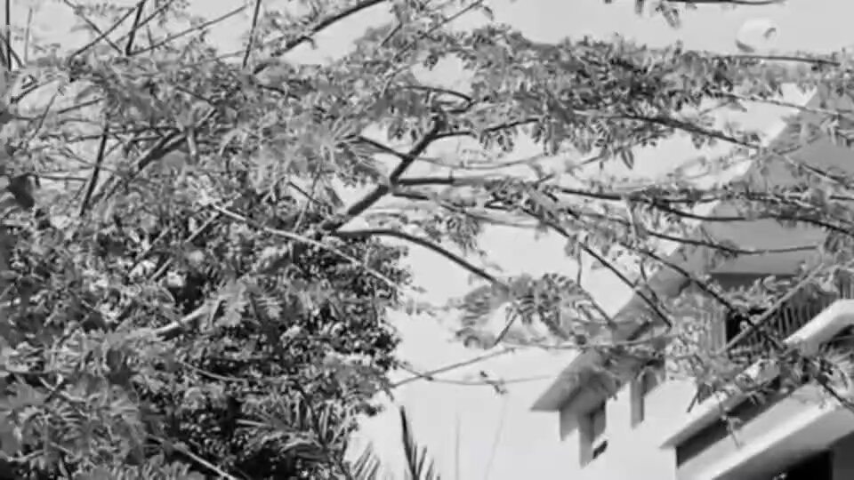 تخيلوا الجرأة.. سنة ١٩٦٥ فؤاد المهندس في فيلم "اقتلني من فضلك" قرر يخلي الحمار يغني على لحن "إنت عمري" اللي كانت قنبلة لقاء العمالقة بين أم كلثوم والموسيقار محمد عبد الوهاب. "ثومة "اتنرفزت جدًا وشافت إن ده استهزاء و masterpiece اتعمل مخصوص لها بعد سنين من المفاوضات بينها وبين عبد الوهاب والأغرب إن فؤاد نفسه كان بيذوب عشق فيها وصرّح قبل كده إنه كان بيتمنى يتجوزها قبل شويكار! مزيج ساخر ما يتكررش: عشق.. غيرة.. و"حمار" بيغني إنت عمري!