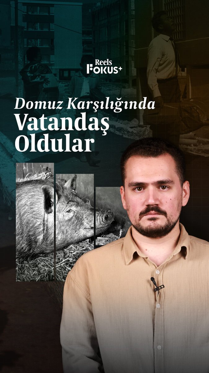 ➕ Bugün toprak iddia ediyorlar… dün ise hayvan karşılığında satıldılar. ▪️ İsrail’e göç eden bazı Rumen Yahudiler… para değil, domuz ve tavuk karşılığında satıldı.