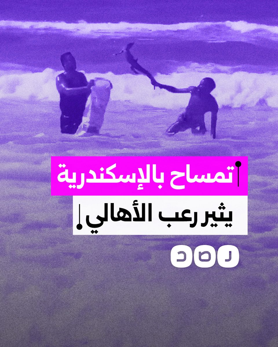 السيطرة على تمساح ظهر في أحد شواطئ الإسكندرية.. ما القصة؟