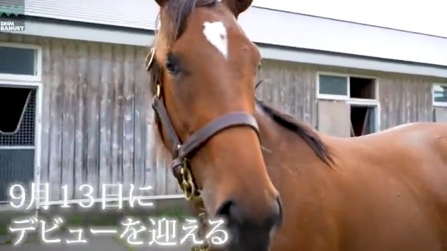セラサイト が 9月13日(土) 阪神競馬場 第6レース 2歳新馬 (ダート1400m、牝馬限定、12:55発走)でデビューします! デビュー戦の前にスペシャル動画をぜひご覧ください! #BanusySpecialMovie #バヌーシー