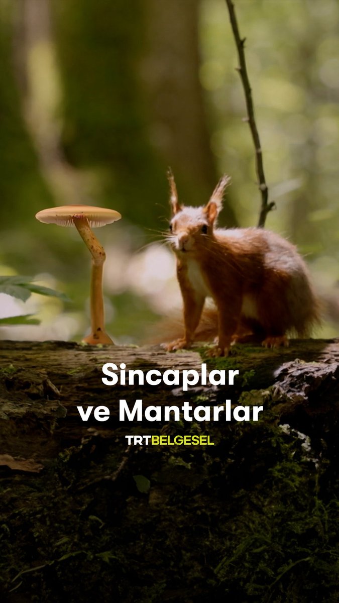 Sincaplar, besin kaynağı olarak değerlendirdikleri mantarların tekrar üremesini sağlar ve meşe palamutlarının da yetişmesine katkı sunar. 🐿️ “Sincabın Öyküsü", 18.45’te TRT Belgesel’de.