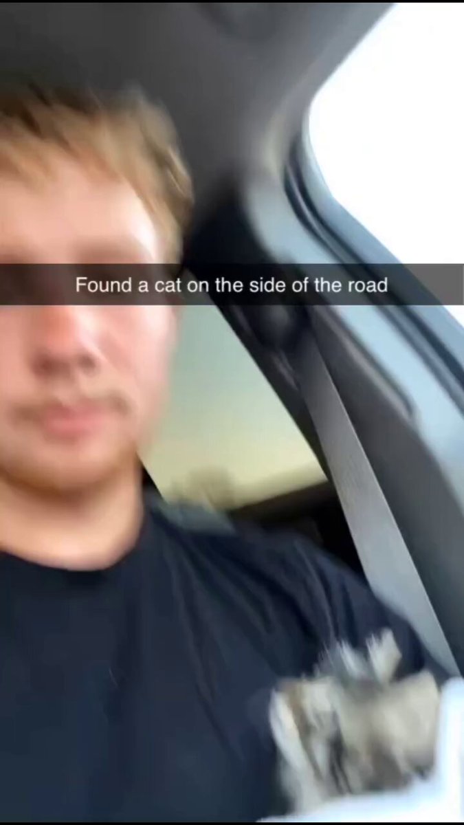 Found a cat on the side of the road