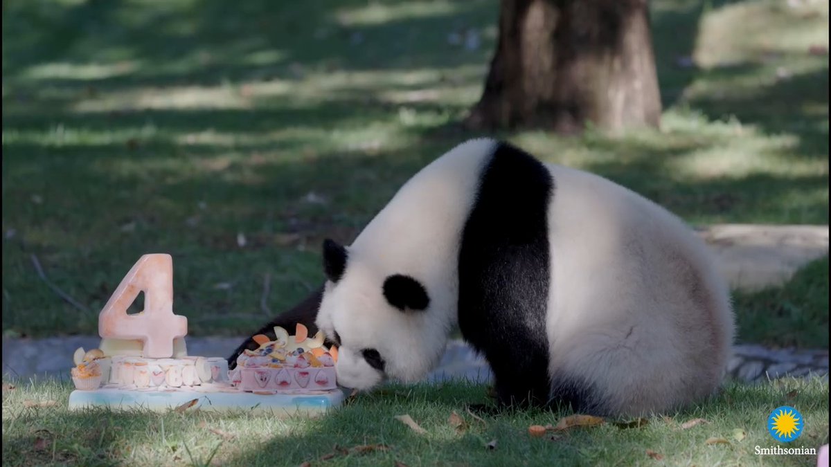 🐼🧁 Join us in wishing our “4-ever sweet” giant panda Qing Bao a happy 4th birthday! Shortly after 9 a.m., animal care staff presented her with a special panda-friendly fruitsicle cake made by the Zoo’s Department of Nutrition Science. Commissary keepers crafted the multi-tiered cake using frozen-diluted beet, pineapple and apple juices mixed with water. A giant number 4 adorned the cake, which was decorated with some of Qing Bao's favorite treats, including apples, shredded carrots, sweet potato puree, blueberries, strawberries and peaches. Virtual visitors tuned into the Zoo’s Giant Panda Cam, sponsored by The Boeing Company, to watch Qing Bao enjoy her birthday festivities. . . . 🎉🎂 Qing Bao took a very mindful, very demure journey to her party. Keepers hung her birthday gift—a new navy blue jolly ball—from a tree branch. Near the cake were several pink, purple and yellow enrichment boxes, each with a special message. After she batted the ball from the tree, Qing Bao ambled over to the box branded with “QB Pie 🥧” and nibbled on the corners. Soon, she spotted the “4-Ever Sweet” box and ripped into it, revealing the cooked sweet potato hidden inside. She saved her fruitsicle cake for last, plucked the “4” off the top, and sampled a few fruits. Then, she climbed a tree and nestled into the fork for a post-party snooze. . . . ❤️🐼 This marks Qing Bao’s first birthday at the Zoo since she arrived in Washington, D.C. on Oct. 15, 2024 with male giant panda Bao Li, who turned 4 on Aug. 4. The giant panda team affectionately describes Qing Bao as intelligent, curious and inquisitive. . . . “It's been really fun to see her personality emerge,” said Laurie Thompson, assistant curator of giant pandas. “She was very reserved and cautious when she arrived, but now she is much more confident! She's also become more interested in interacting with keepers. She waits for both keepers to say goodnight to her before she will go inside for the evening.” . . . 🎁🐼 Want to give Qing Bao a birthday gift? Make her day extra special by pledging to save pandas! Head to to support panda conservation efforts around the globe. On behalf of our #DCPandas and all the animals we care for: thank you! 🫶