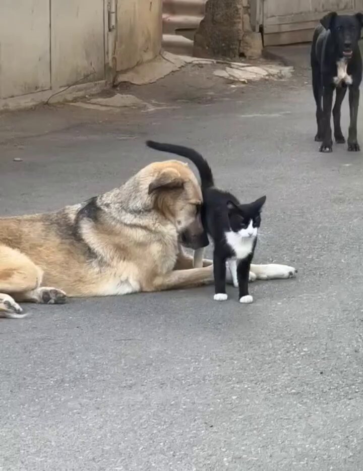 They'll never abandon each other..🐕🐾🐈❤️