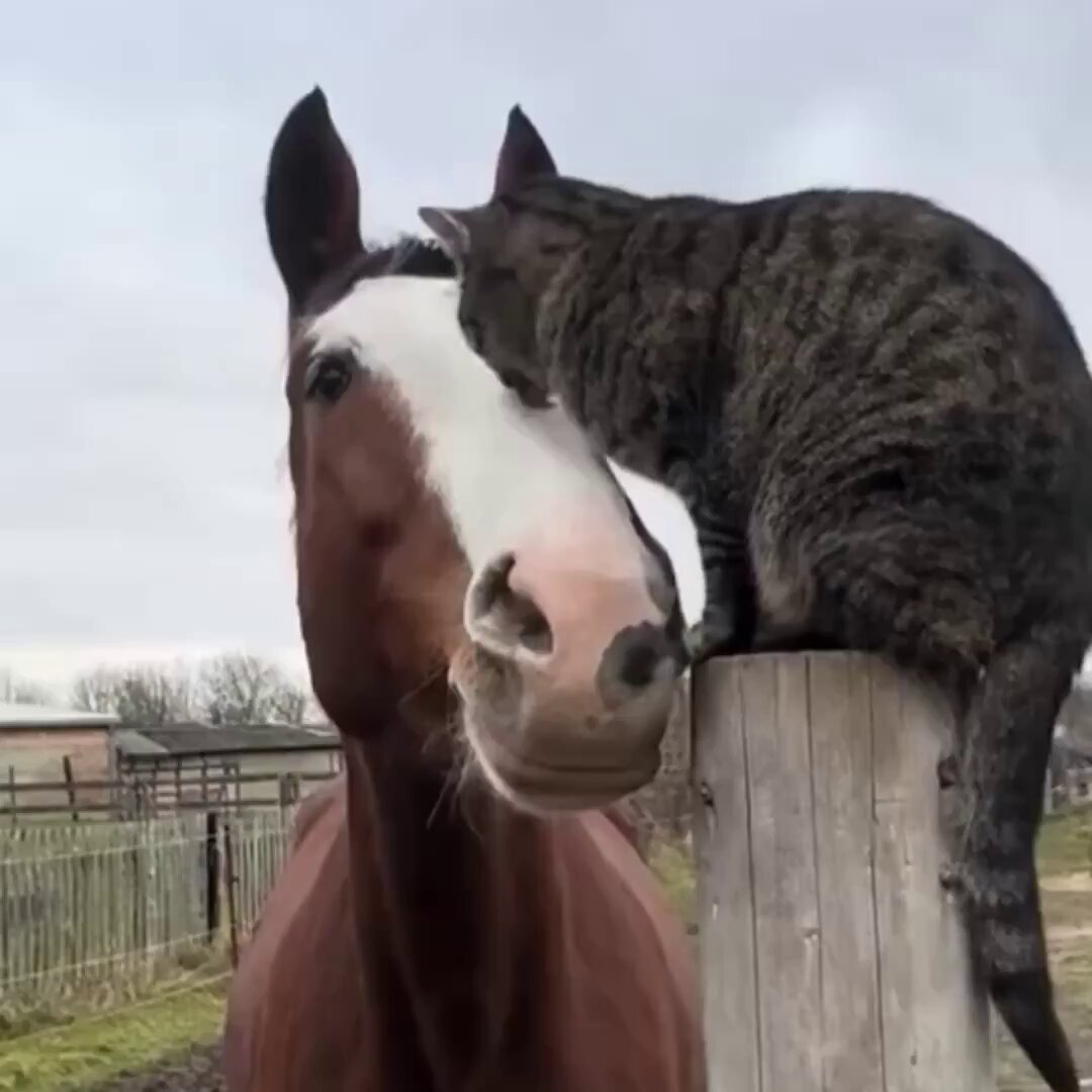 Best friends.. 😊