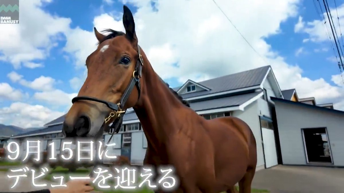 ウインドオブヘヴン が 9月15日(月・祝) 中山競馬場 第5レース 2歳新馬 (芝1600m、12:25発走)でデビューします！ デビュー戦の前にスペシャル動画をぜひご覧ください！ #BanusySpecialMovie #dmmバヌーシー