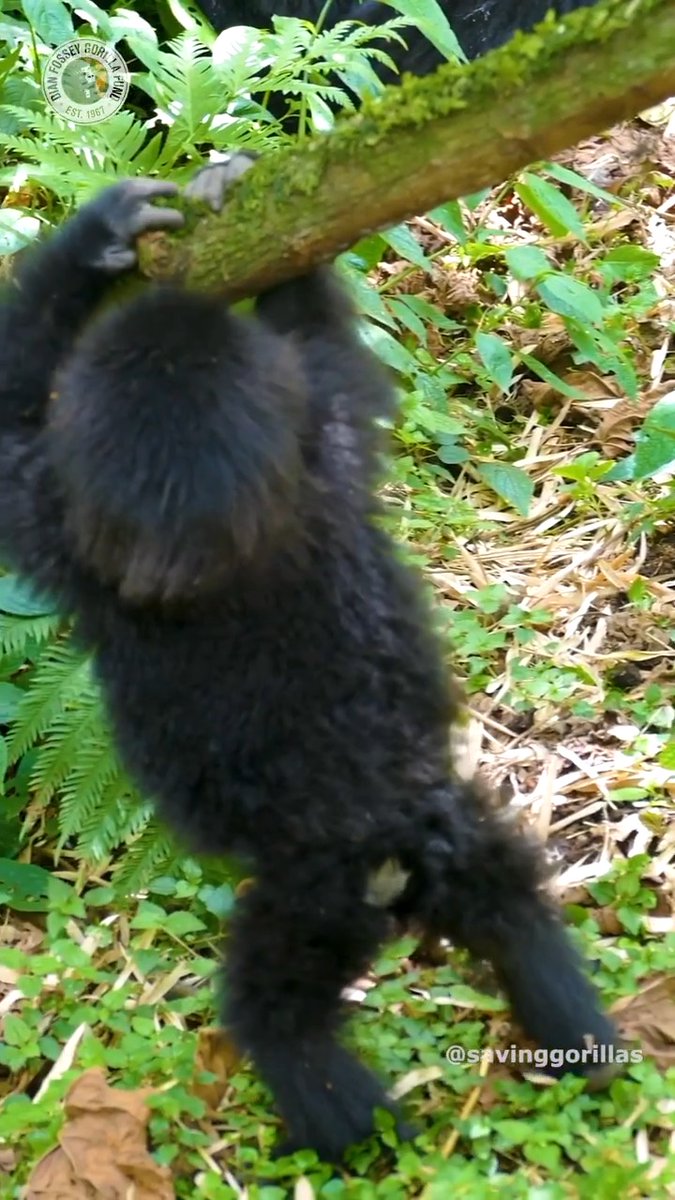 She's just hanging around! 😍😂 This little one already has some amazing hanging skills! Her name is Gisubizo and she lives in Kwitonda's group. 📹 Pelagie Mutuyimana