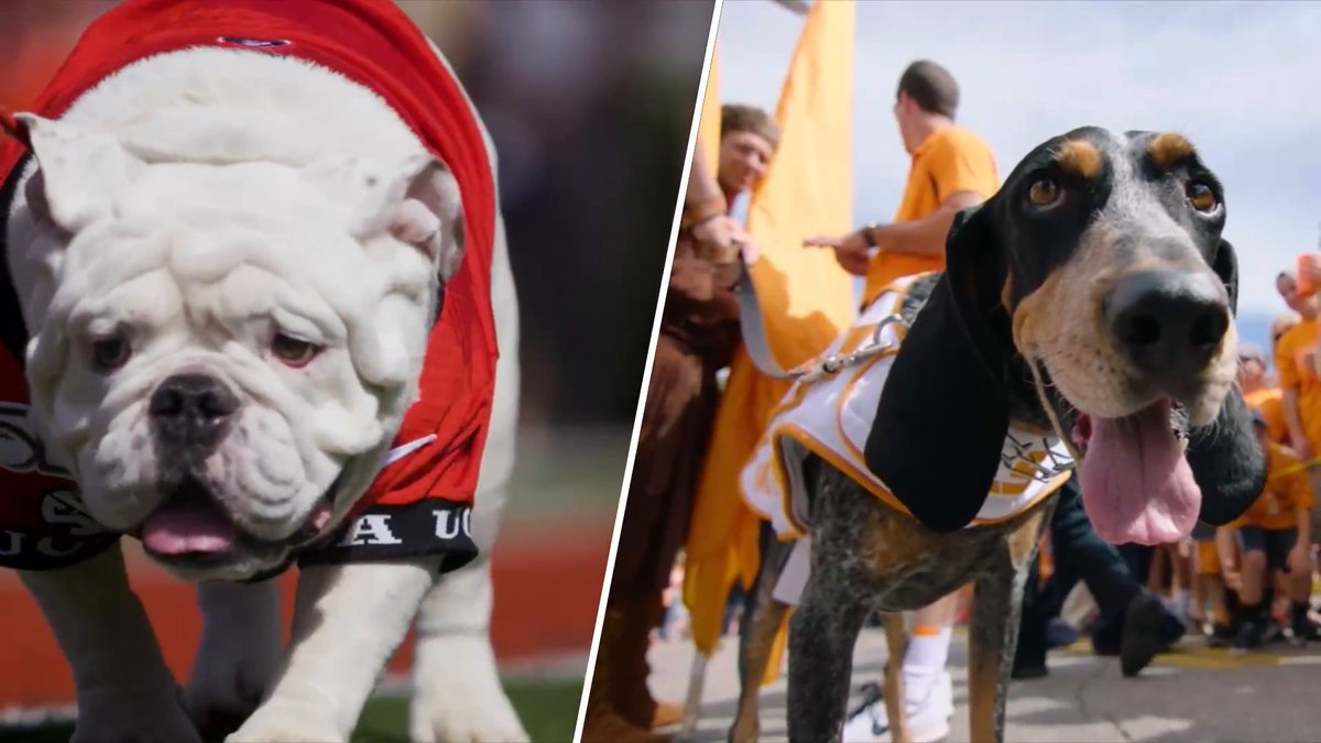 It’s not the oldest rivalry in the SEC, and it’s not the most traditional. But when Uga meets Smokey, this dog-gone showdown is settled the only way it can be … paw to leather in a true tail of the tape 🐾