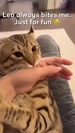 What have i turned myself into?