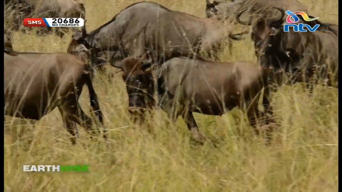 Tanzanians are blocking wildebeests from crossing to Kenya ~ tour guide Charles Lukokolo. #Earthwise: