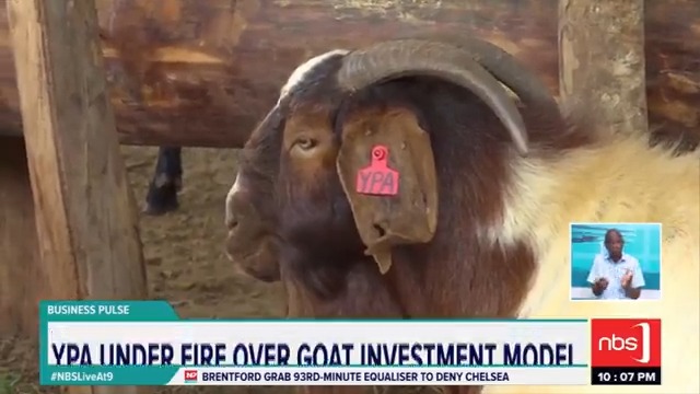VIDEO: Youth Platform Africa (Youth Platform Africa) has responded to mounting criticism over its agribusiness model, particularly on social media. Jamila M. Nuwaha #NBSLiveAt9 #NBSUpdates