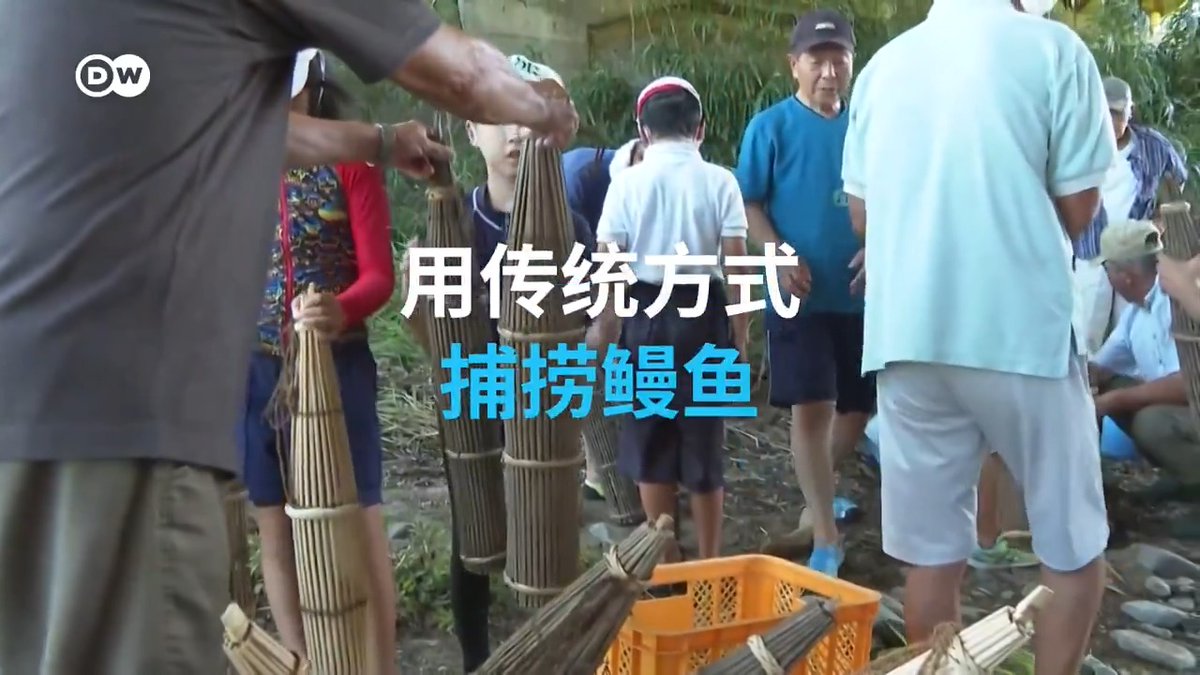 日本静冈县下田市的小学生,每年都有一节户外必修课:用传统方式捕捞鳗鱼。