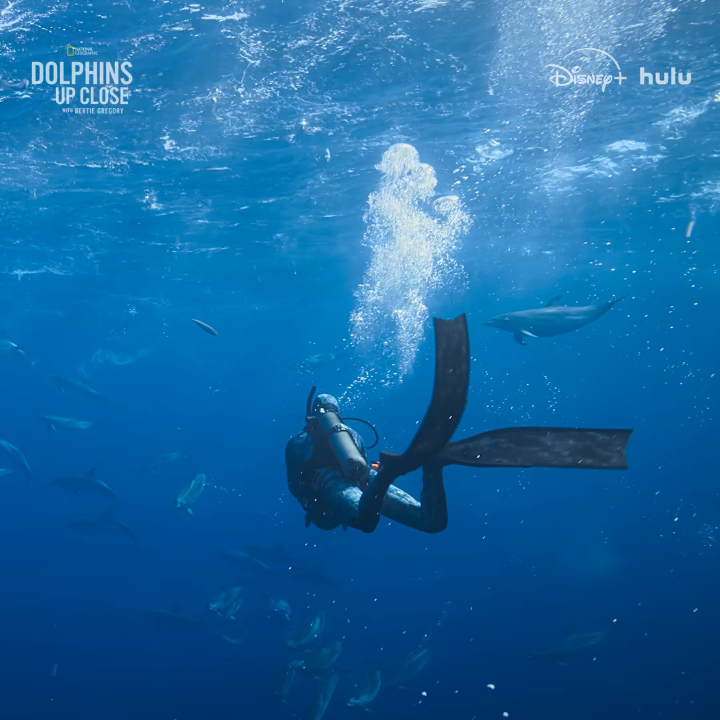 For these pods of dolphins, interspecies teamwork makes the interspecies dream work. 🐬 Don't miss the special premiere of #DolphinsUpClose with Bertie Gregory on Thursday, September 18 at 9/8c on National Geographic. Streaming on Disney+ and Hulu.