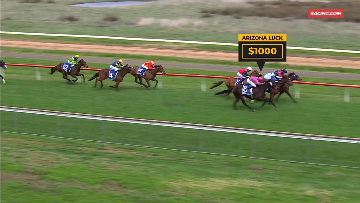 Can you believe this! 😱 Watch as Arizona Luck (BSP $3.48) sprouts wings before the line in race two at Hamilton yesterday. 📈