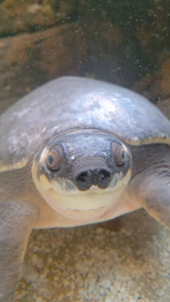 Meatball wants you to come to the Zoo so he can stare at you like this 👁️👁️ Pig-nosed turtles are nearly fully aquatic and can remain submerged underwater for large periods of time. They use their nose to take in air from the surface without exposing their body to predators!