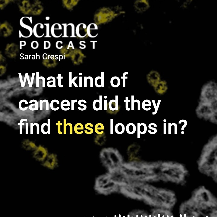 Aggressive tumors have a secret cache of #DNA that may help them beat current drug treatments. In the latest #SciencePodcast🎙️, journalist Elie Dolgin joins to talk about targeting so-called extrachromosomal DNA that help difficult-to-treat cancers break the laws of inheritance.