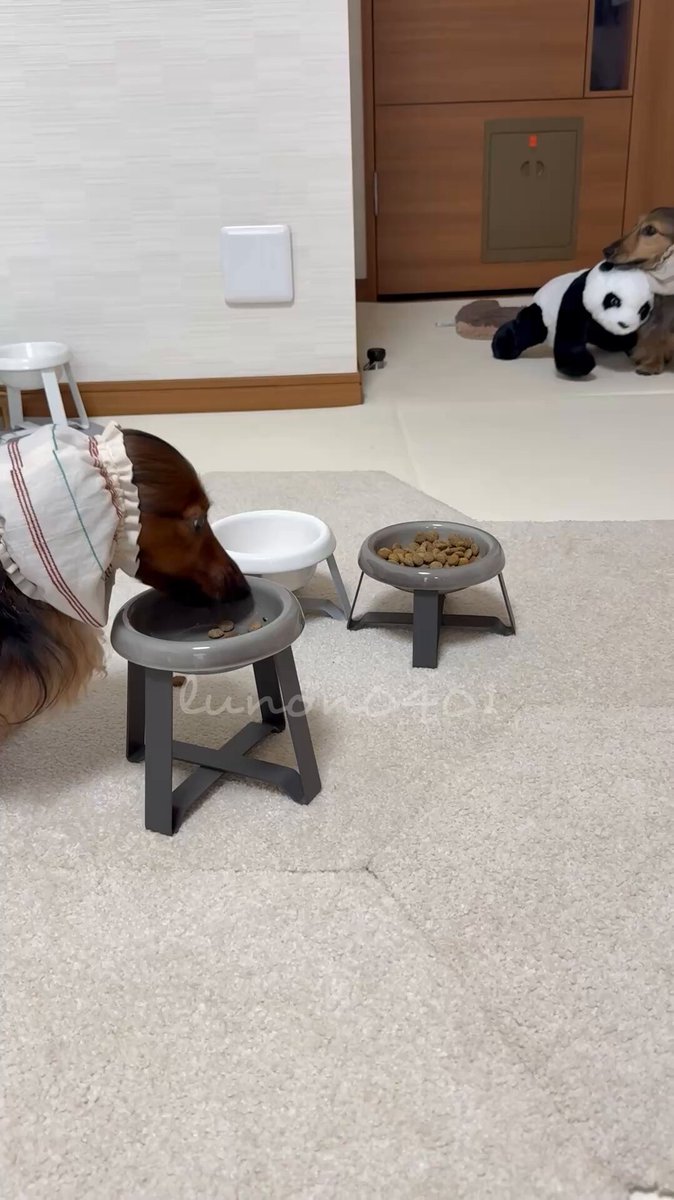 トッピングぼく食べるから、パンダさんにカリカリあげるね🙂