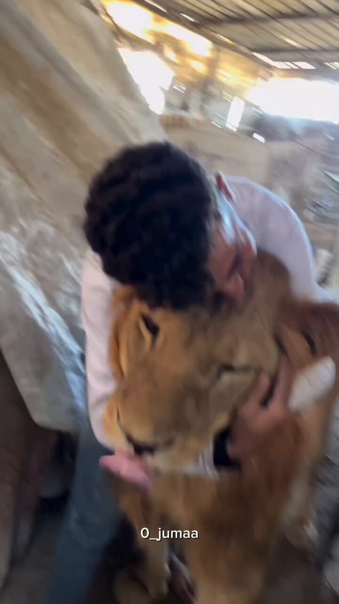 A lion that once lived in a small zoo has been repeatedly relocated and forced to flee with each destruction. It has become weak and exhausted, suffering from severe malnutrition-just like the people in the besieged Gaza Strip.