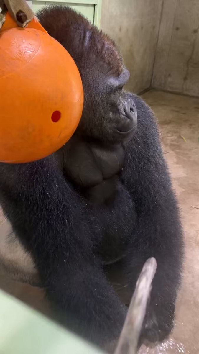 新ゴリラ日記、更新しました🦍 vol.101は、「少しずつ慣れてね&amp;父の水遊び」です。ホームページから、ぜひご覧ください🍀 動画は先日投稿したモモタロウの水飲みでの水遊びの動画の後、ホースでも水遊びをするモモタロウです😆 #京都市動物園 #ゴリラ #新ゴリラ日記