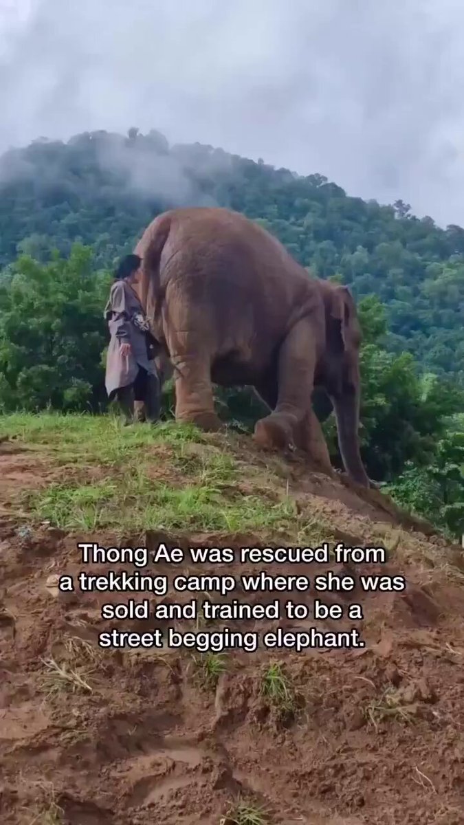 ThongAe is a female elephant born as a result of forced breeding, whereby her mother was chained while the male elephant was coerced to mate with her. ThongAe stayed with her mother in the trekking camp for just five short months, after which she was sold and trained to be a street begging elephant. It was during this time that several people witnessed the mahout abusing her in a busy market place. As a result of this incident there was a public outcry and a report made to the authorities. ThongAe’s owner decided to move her immediately to Chiang Mai, Northern Thailand to avoid prosecution. In Chiang Mai, she was forced into an elephant show and riding camp, where she was forced to perform demeaning tricks to entertain tourists. It was here that an older elephant adopted ThongAe and tried to care for her as her nanny. Tragically, ThongAe’s nanny died from exhaustion whilst carrying tourists on her back. Lek heard about ThongAe’s plight and was determined to rescue her. In August 2017, Lek convinced the owner to allow ThongAe to come to Elephant Nature Park so that she could recover from the trauma of her past and her poor physical health. ThongAe was quickly adopted by several nannies and her health began to improve in this new environment of love and care. In March 2019, Lek received the dreaded call from the owner to say that they wanted to sell ThongAe back to the circus and they would buy two older elephants for riding. Luckily, they were able to convince the owner to allow ThongAe to stay at Elephant Nature Park permanently with her many nannies and friends. ThongAe continues to thrive in her forever home at Elephant Nature Park. ❤️ 🎦 Credit: Eco Flix.