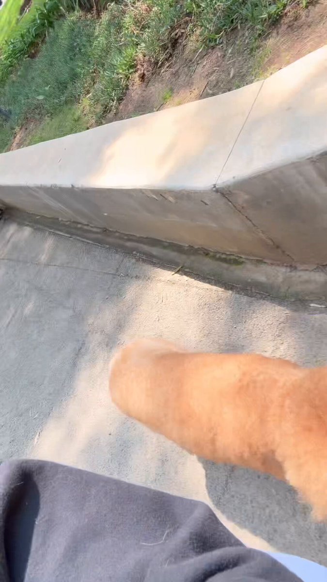 Que qué bonito perro 🐕 nos gritaron desde lejos