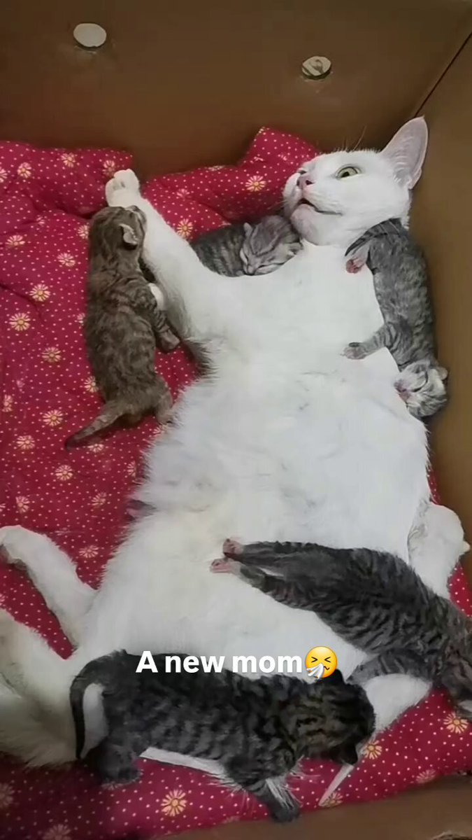 Çocuk büyütmenin sorumluluğuna dair düşünceler aklına geldi 😅