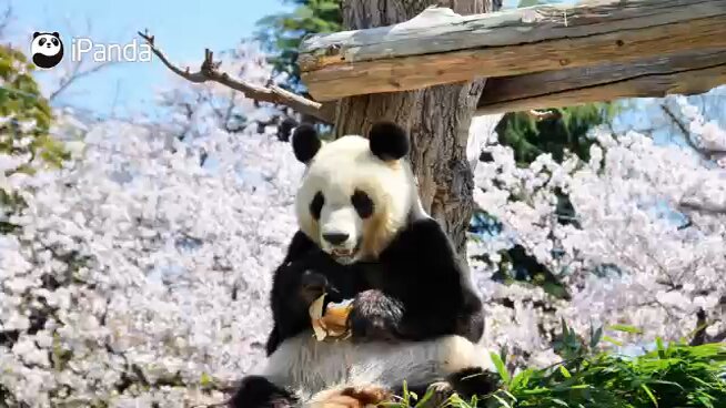 🐼💐天国のタンタンへ——9月16日は、神戸王子動物園のパンダ「タンタン（爽爽）」のお誕生日でした。園内の献花台には今もたくさんのお花が届けられています。このたび、iPanda制作のドキュメンタリー《タンタンを偲ぶ》を、iPandaの委託を受けて当アカウントより再公開いたします📺✨園長や中国から派遣された治療スタッフの証言を通じて、タンタンの一生を振り返る内容です。ぜひご覧いただき、一緒にタンタンを想っていただければ嬉しいです。#タンタン #神戸王子動物園 #パンダ