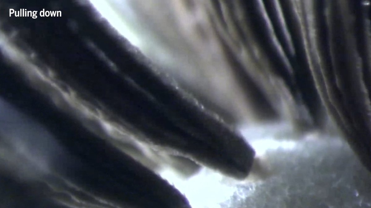 If you’ve ever run out of breath before a dandelion runs out of fluff, don’t blame your lungs. New research shows that depending on the wind’s direction, the force required to free a seed can vary by more than a factor of 100: News from Science